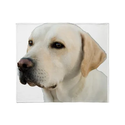 Yellow Lab Head Portrait Blanket: Realistic Golden Dog Art