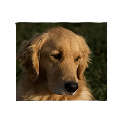 Golden Retriever Face Close Blanket: A Gentle Headshot for Dog Lovers