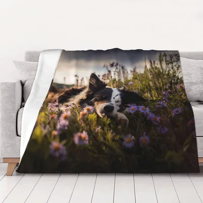 Dog Resting in Lavender Blanket: A Sleeping Dog in a Flower Field