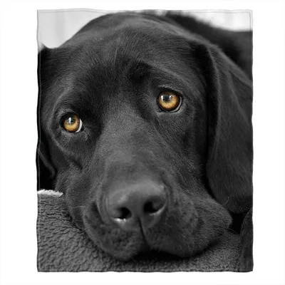 Black Labrador Face Portrait Blanket for Dog Lovers