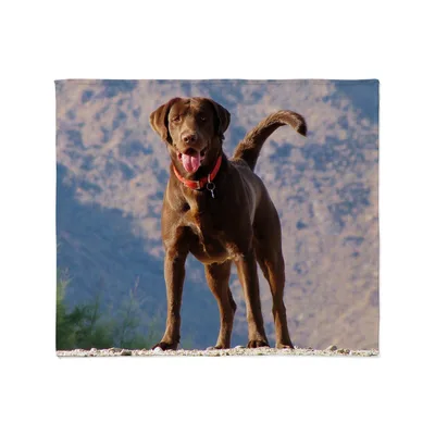 Chocolate Lab Standing Outdoors Blanket: Joyful Dog Photo