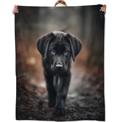 Black Puppy on Forest Blanket: Realistic Black Lab on Woodland Path
