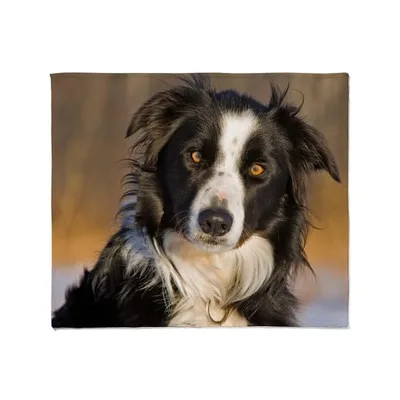 Border Collie Portrait Blanket: A Close-Up of a Black and White Dog
