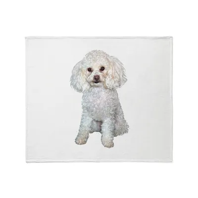 Miniature Poodle Portrait Blanket: Fluffy White Dog Art