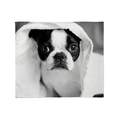 Boston Terrier Black Blanket: A Post-Bath Photo Design