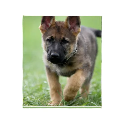 German Shepherd Puppy Blanket: Cute Canine Photo Design