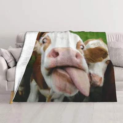 Funny Cow Photo Blanket: A Silly Farm Animal Design for Laughs