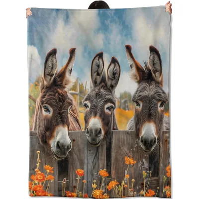 Three Donkeys Over Blanket: Peering Over a Fence
