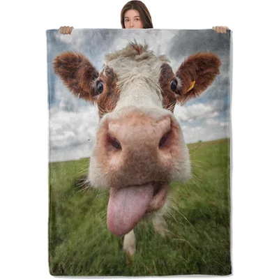 Goofy Cow Sticking Out Blanket: Funny Farm Animal Photo