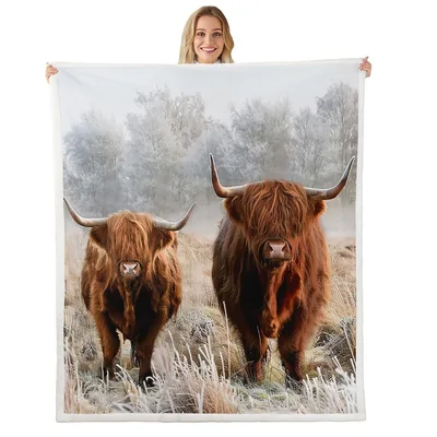 Highland Cows in Misty Blanket: Fluffy Cattle in Frosty Field