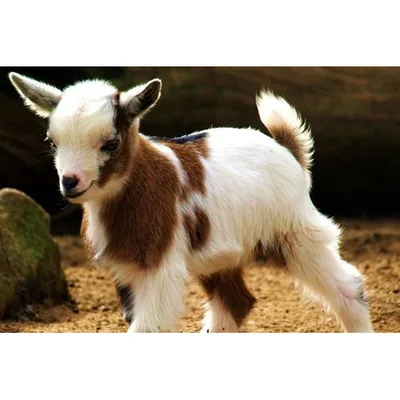 Baby Goat Photo Blanket: Adorable Fawn Standing on Dirt