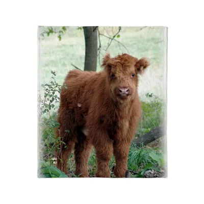 Highland Calf in Forest Blanket: Fluffy Red Calf Standing in Greenery