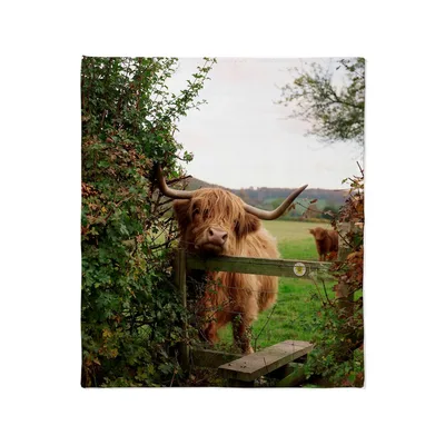 Highland Cow Behind Wooden Blanket features a fluffy cattle