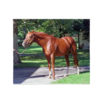 Chestnut Horse on Driveway Blanket
