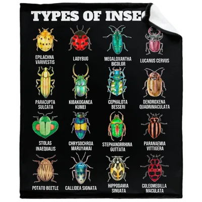 Types of Insects Beetles Blanket: A Scientific Chart Design
