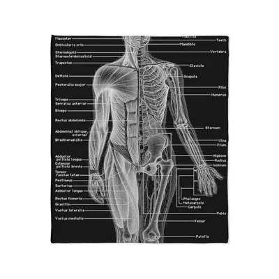 Human Body Anatomy Diagram Blanket featuring detailed muscular