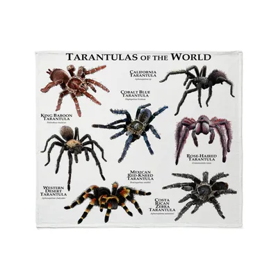 Tarantulas of the World Blanket: A Scientific Chart of Spiders